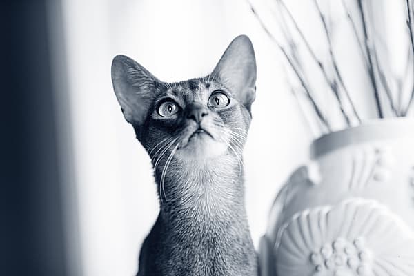 En katt som ser opp på en vase.