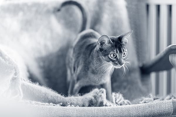 En katt som står på et teppe.