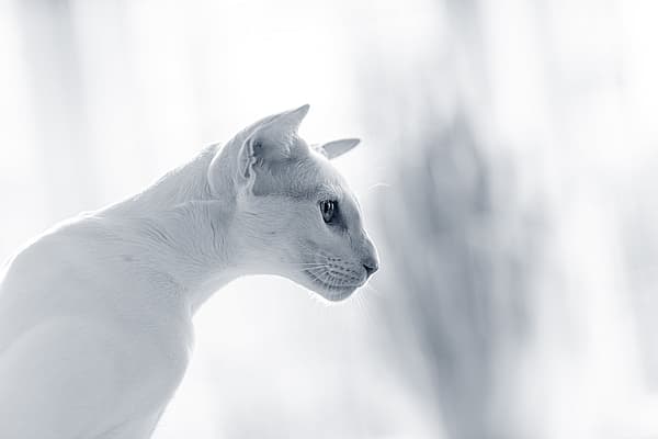 En hvit katt som ser ut av vinduet.
