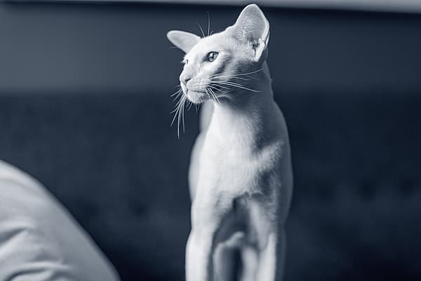 En katt som står på en seng.