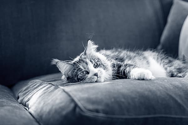 En katt som ligger på en sofa.