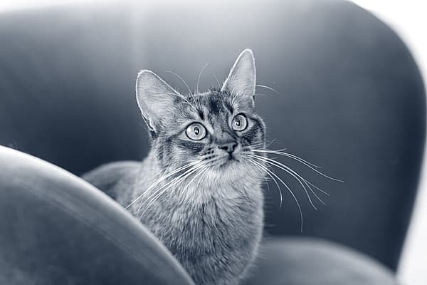 En katt som ser opp på kameraet.