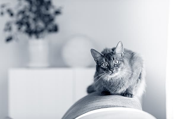 En katt som sitter på en sofa.