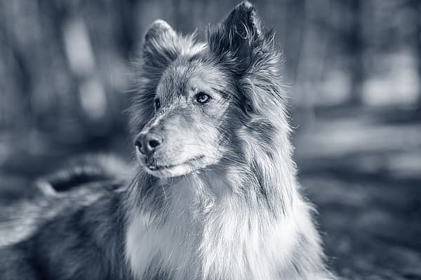 En hund som ser inn i kameraet.