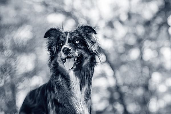 En hund med tungen ut.