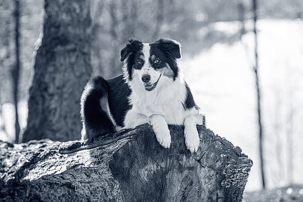 En hund som ligger på en trestubbe.