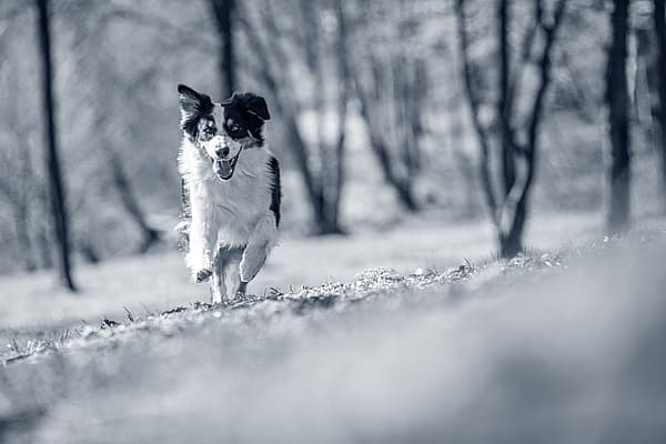 En hund som løper i gresset.