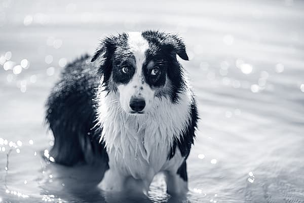 En hund som står i vann.
