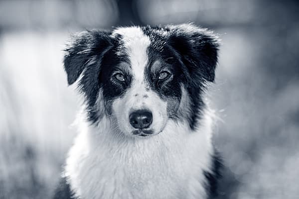 En svart og hvit hund.