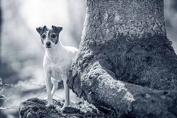 En hund som står ved siden av et tre.