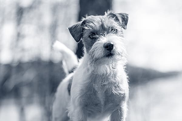 En hund som står ute i snøen.