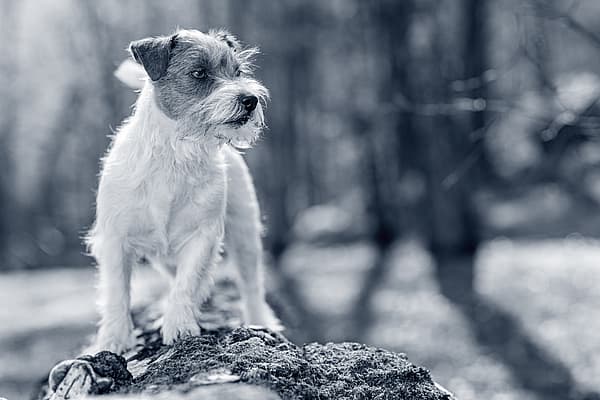 En hund som står på en stein.