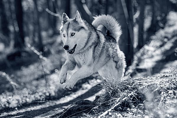 En hund som løper i skogen.