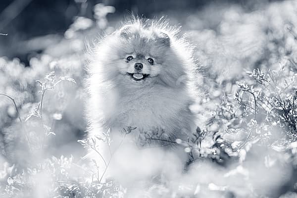 En hund som står på et jorde.