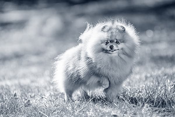 En fluffy hund som løper i gresset.
