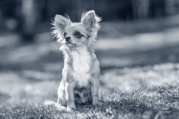 En liten hund som sitter i gresset.