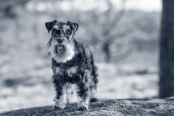 En hund som står på en stein.