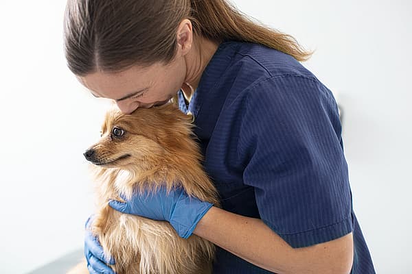 En person i blå skrubber som kysser en hund.