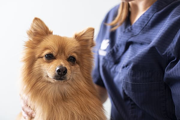 En hund som blir klappet av en person.
