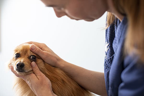En person som klapper en hund.
