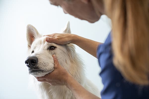 En person som klapper en hund.