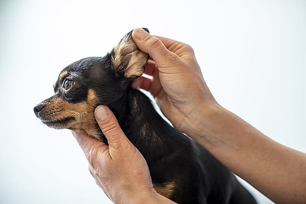 En person som holder en hund.