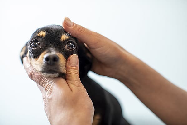 En person som holder en hund.