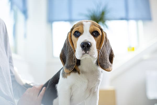 En hund som ser opp på kameraet.