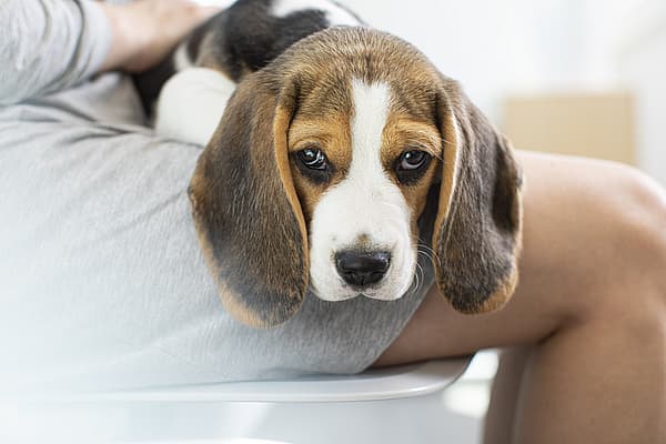 En hund som ligger på fanget til en person.