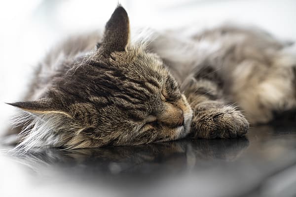 En katt som sover på et bord.