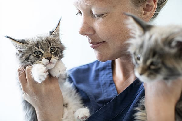 En person som holder en kattunge.