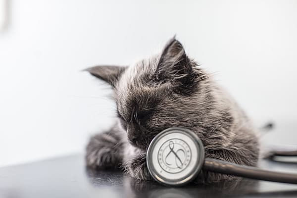En katt som ligger på et bord ved siden av et stetoskop.