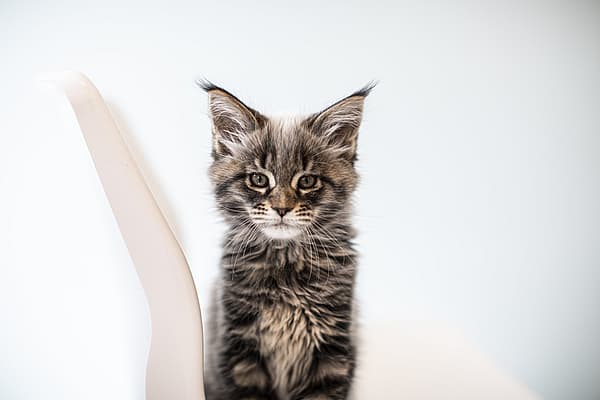 En katt som sitter på en stol.