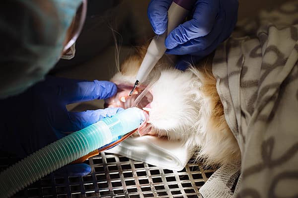 En person som bruker et verktøy for å sjekke tennene til en katt.