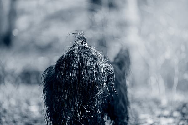 En våt hund med hestehale.