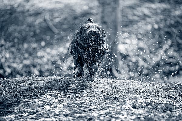 En hund som står i jorda.