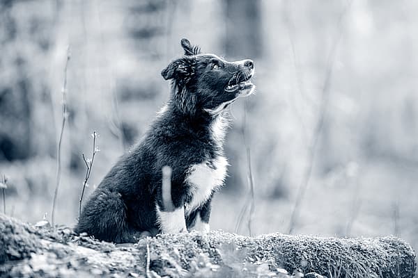 En hund som sitter på en stein.