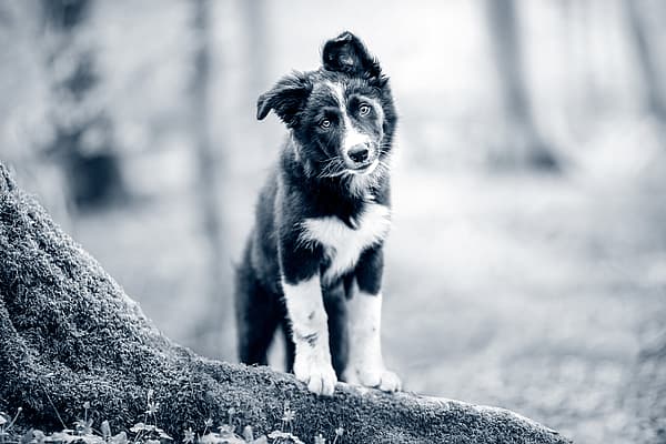 En hund som står på en tømmerstokk.