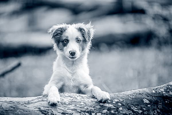 En hund som står på en tømmerstokk.