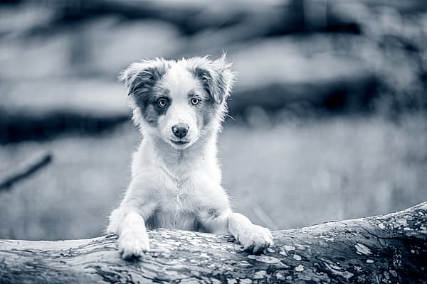 En hund som står på en tømmerstokk.