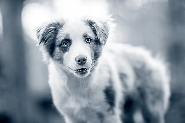 En hund som ser inn i kameraet.