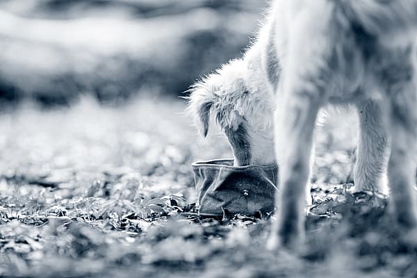 En hund som spiser ut av en bolle.