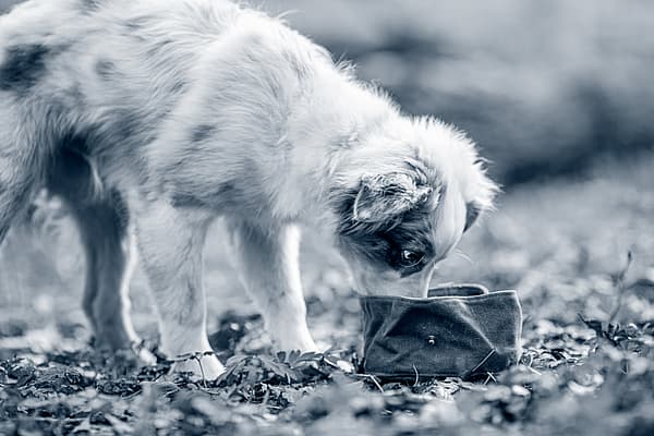 En hund som snuser på en liten gjenstand.