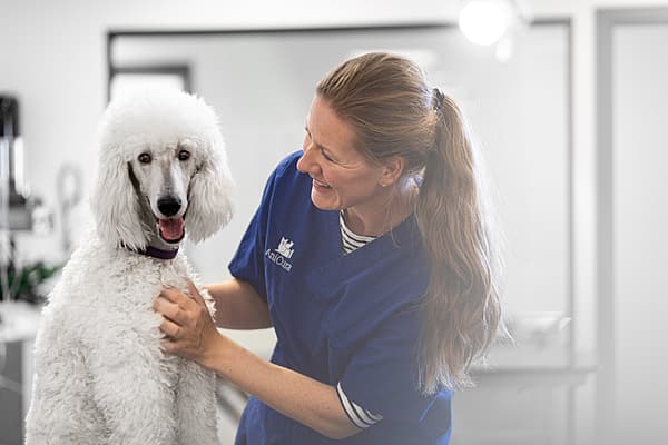 En person i blå skrubb som klapper en hvit hund.