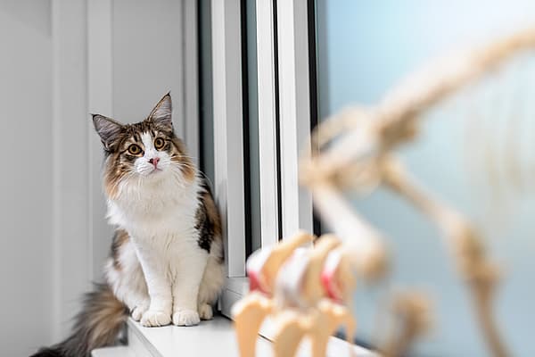 En katt som sitter i en vinduskarm.