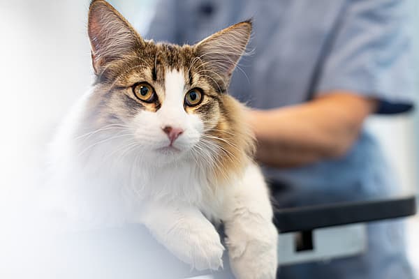 En katt med gule øyne.