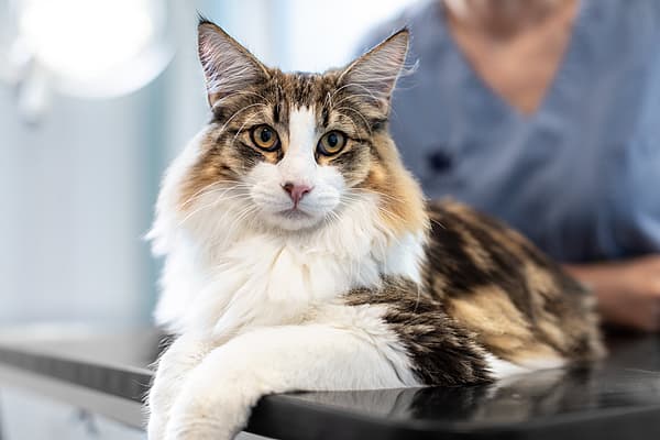 En katt som ligger på et bord.