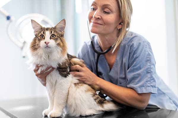 En person med stetoskop som undersøker en katt.