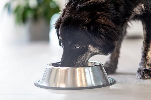 En hund som spiser fra en bolle.