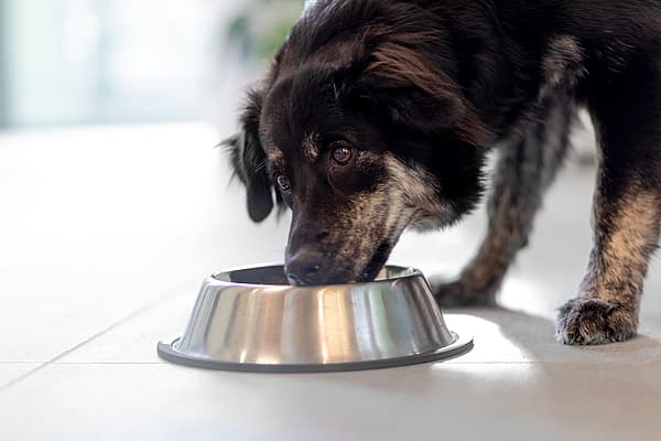 En hund som spiser fra en bolle.